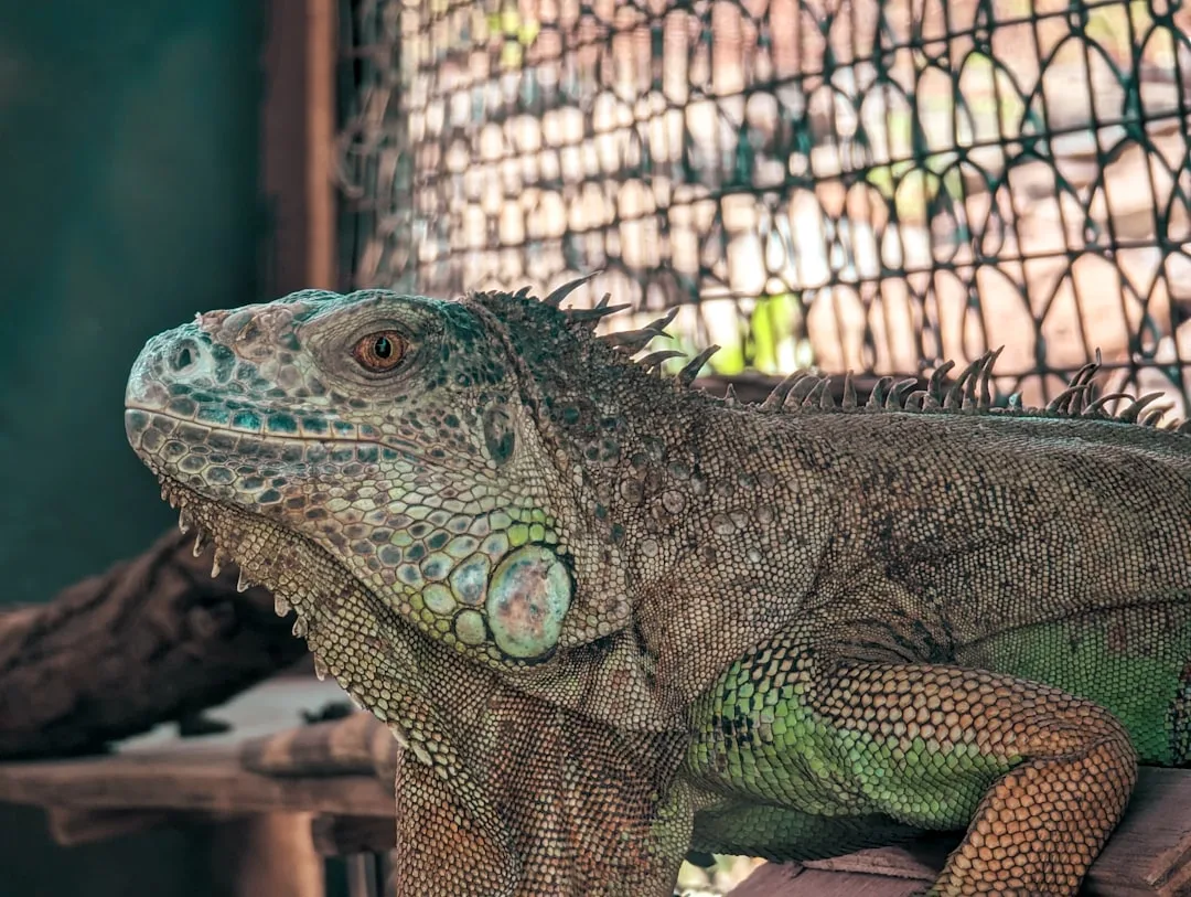 Green Iguana: Distinct Features and Conservation