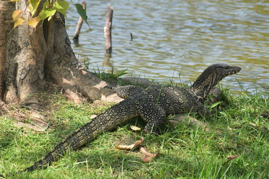 Asian Water Monitor: Size and Adaptations