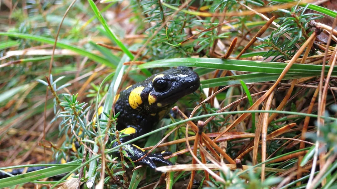 Fire Salamander: Legendary Amphibian Characteristics