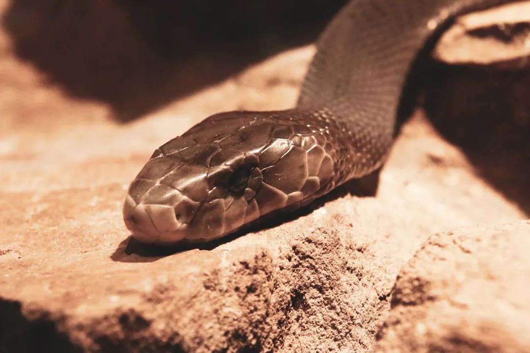 Black Mamba: The Most Feared Snake in Africa