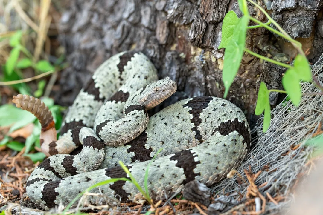 Rattlesnake: The Iconic Pit Viper
