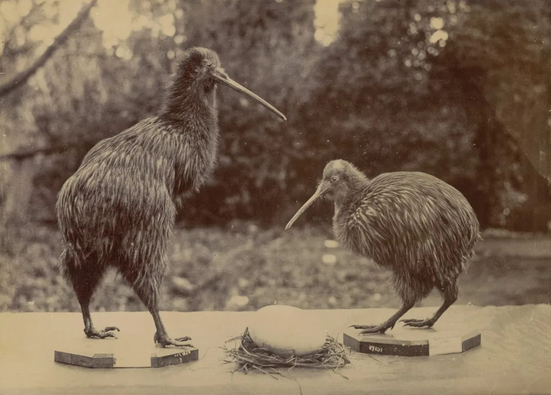 Kiwi: A Unique Bird of New Zealand's Nightlife