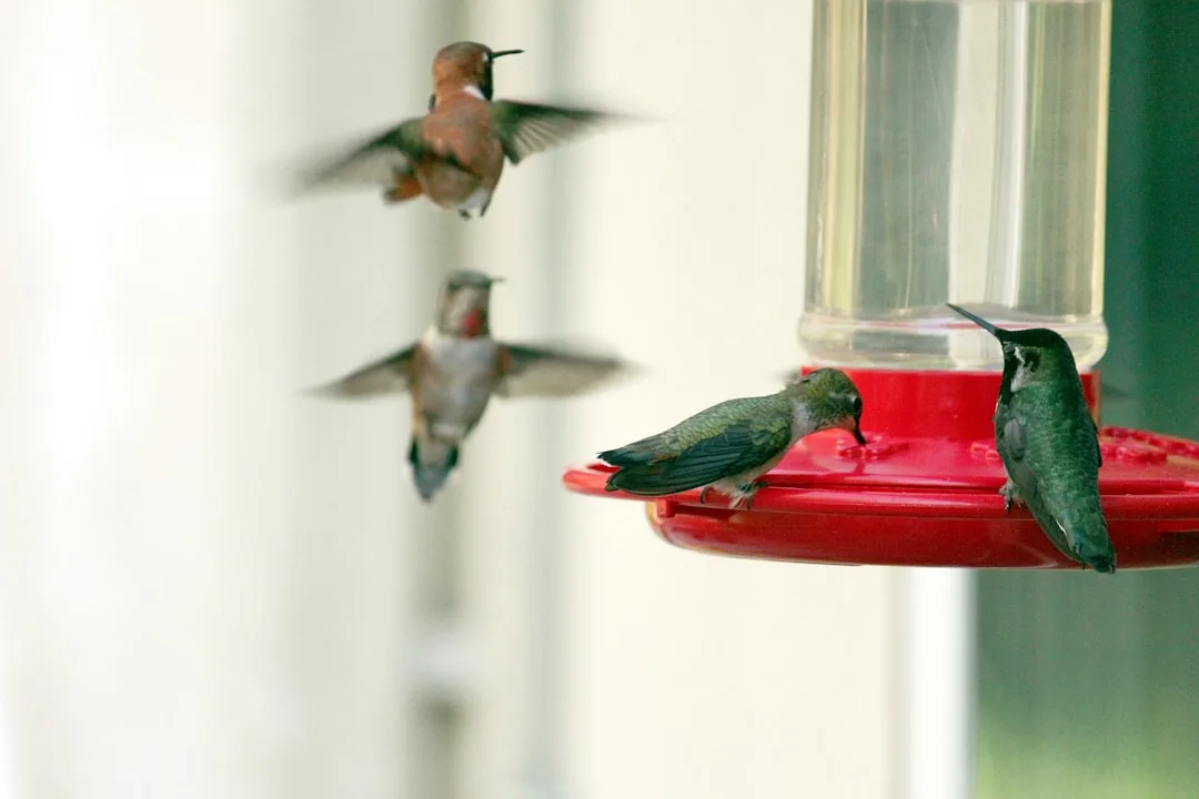 Anna's Hummingbird: A Look at Its Unique Attributes