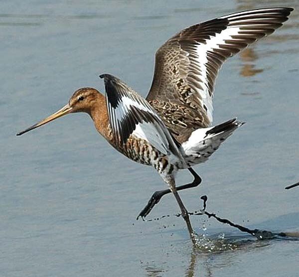 Bar-Tailed Godwit: A Study of Avian Migration Excellence