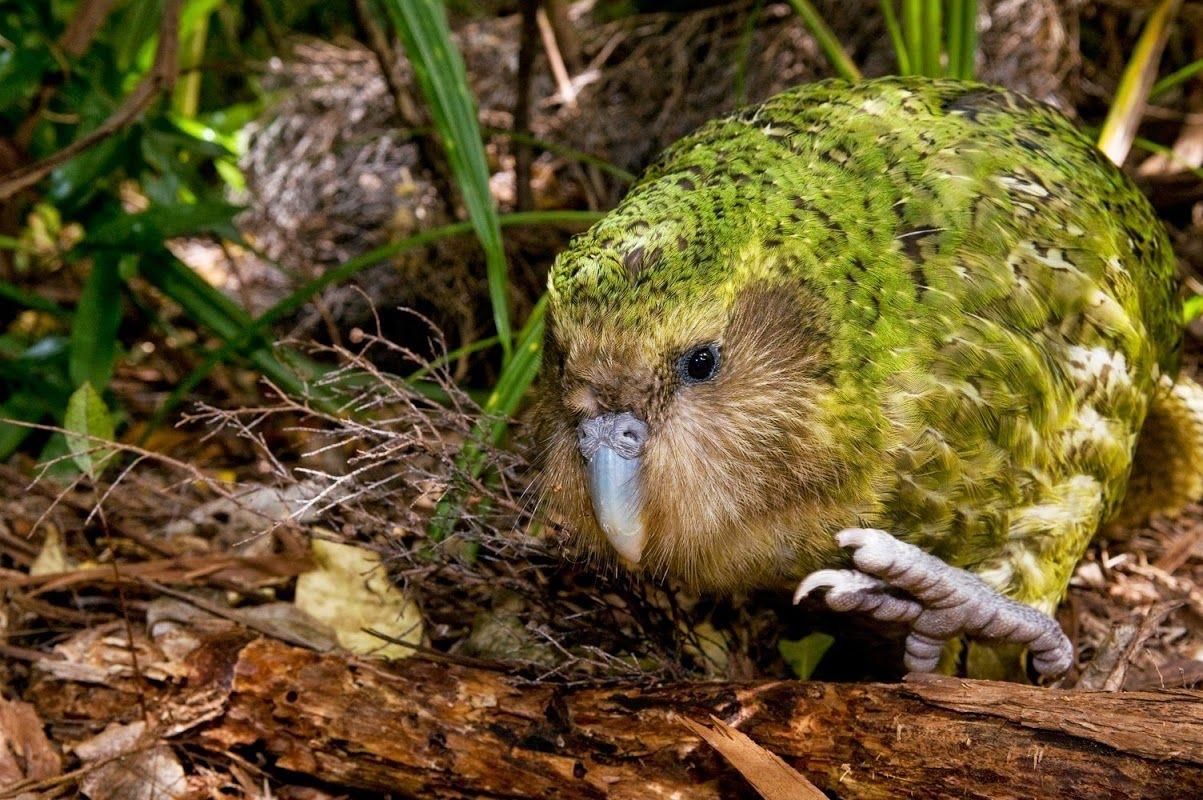 Kakapo: The World’s Rarest Parrot
