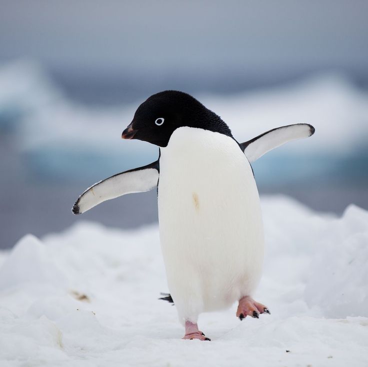 Adelie Penguin