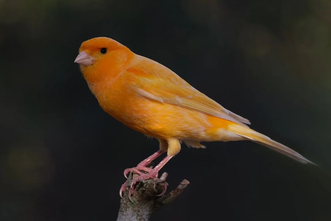 Canary