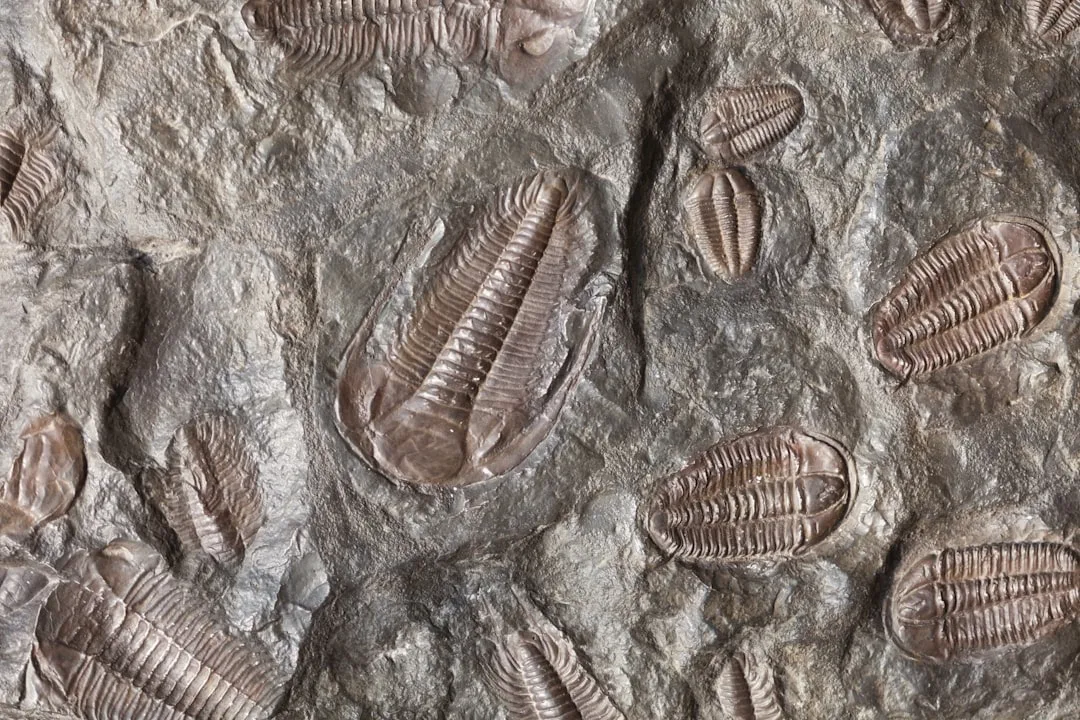 Fossils: Preserving Ancient Life Stories