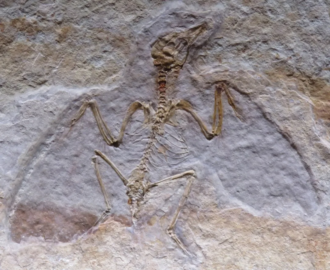 Pterodactyl: The Misunderstood Pterosaur