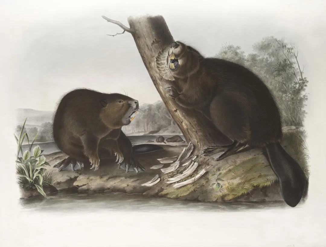 Giant Beaver: An Ice Age Rodent
