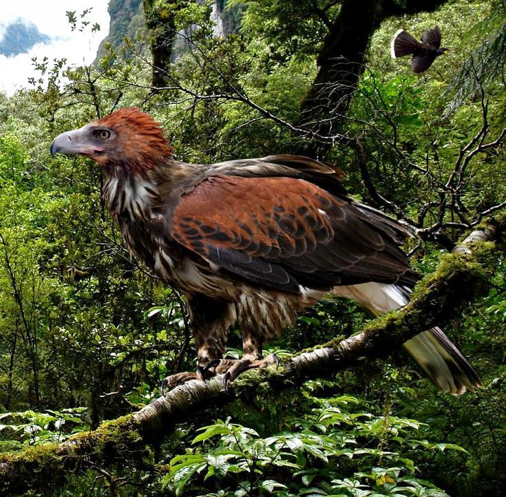 Haast's Eagle: The Largest Known Eagle