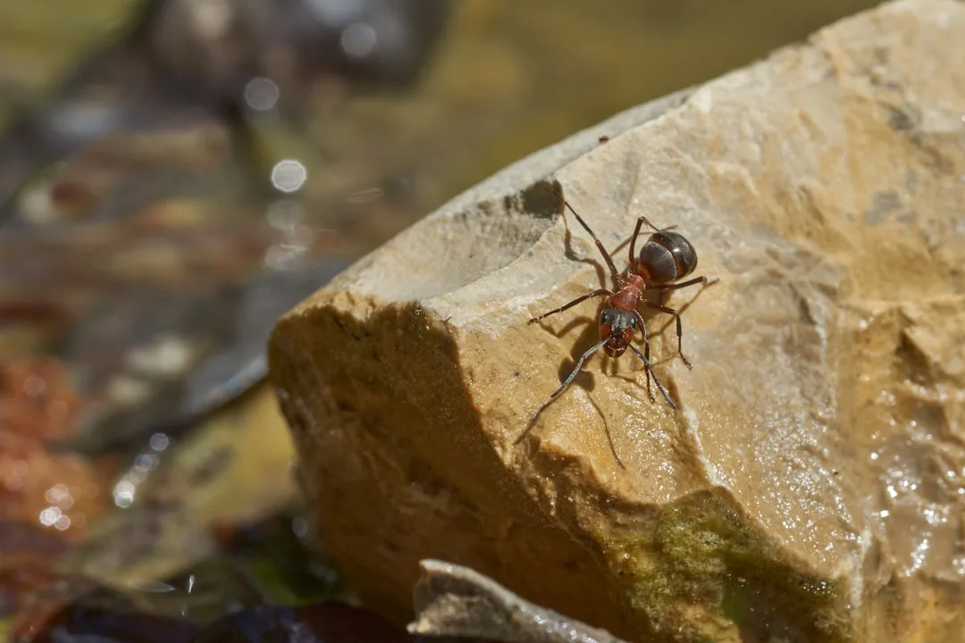Bullet Ant: The Painful Sting of Nature