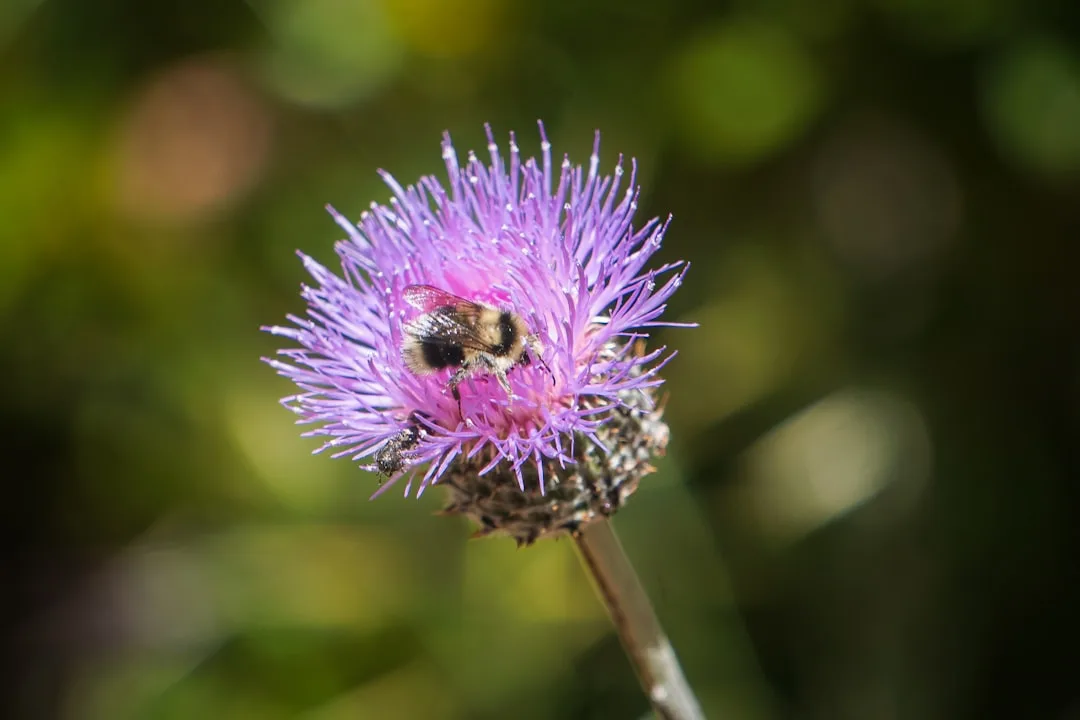 Bumblebees: Biology, Colonies and Decline