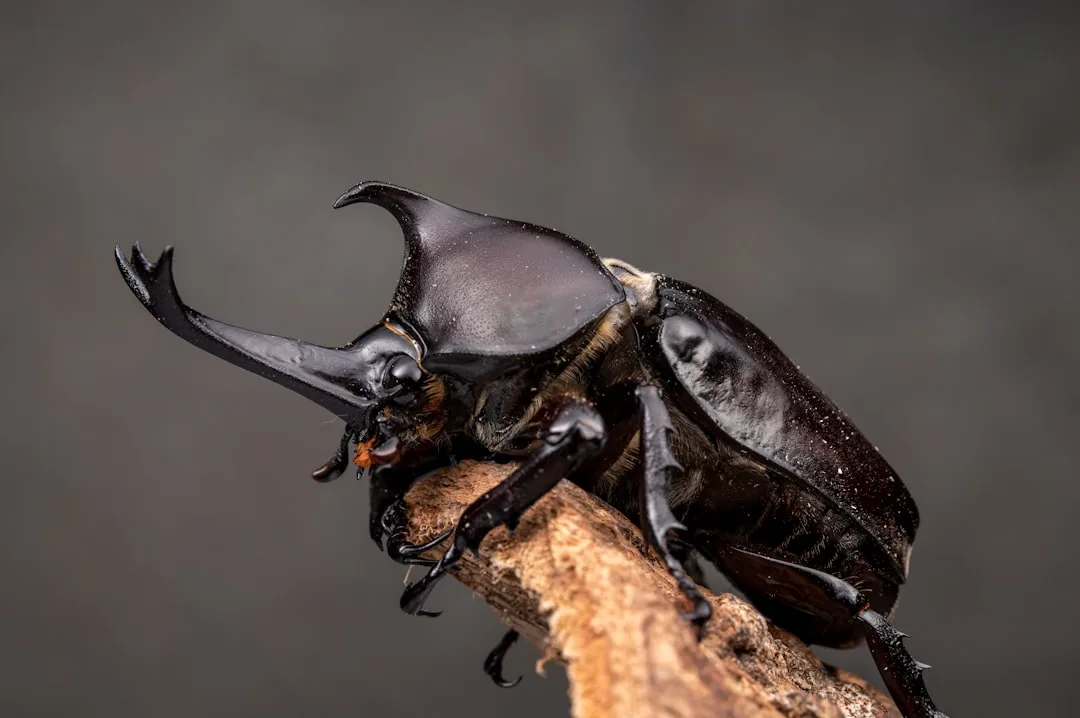 Rhinoceros Beetle: A Unique Insect