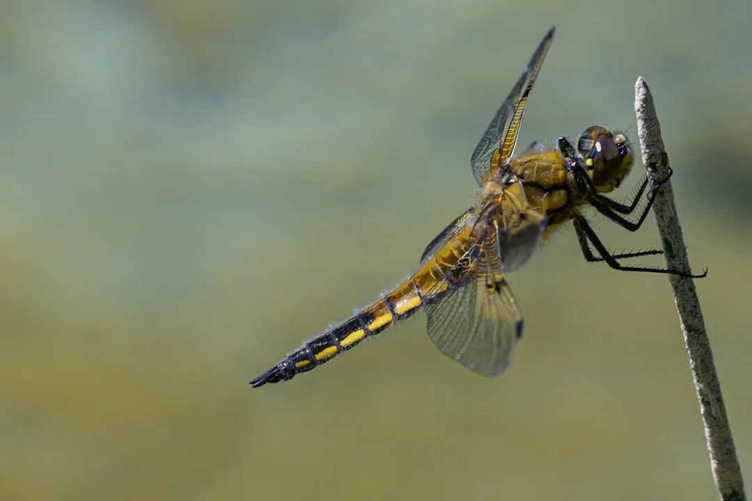 Remarkable Globe Skimmer