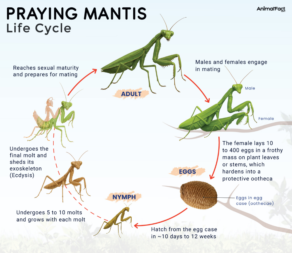 Facts About the Chinese Mantis in North America