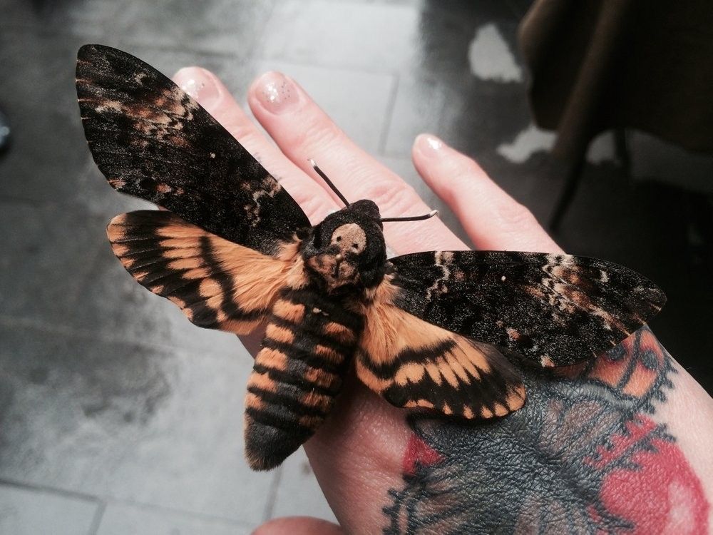 Secrets of the Death's-Head Hawkmoth