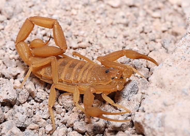 Arizona Bark Scorpion: A Medical Perspective