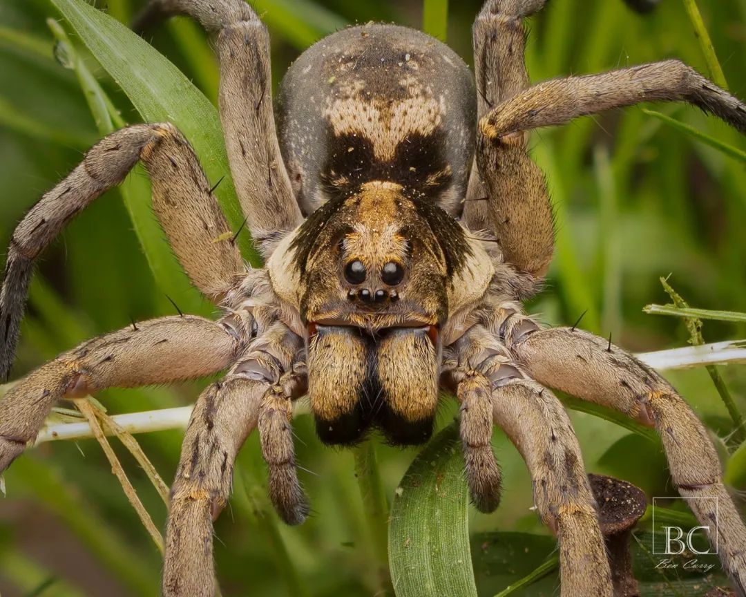 Wolf Spider: The Skilled Hunter