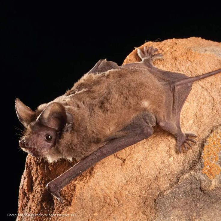 Mexican Free-Tailed Bat: Speedsters of the Night Sky