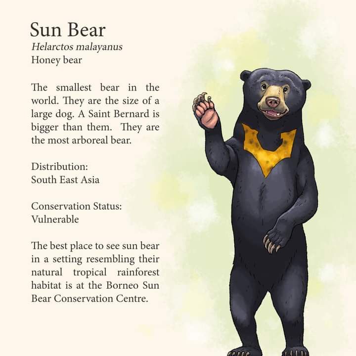 Sun Bear: Habitat, Diet, and Behavior