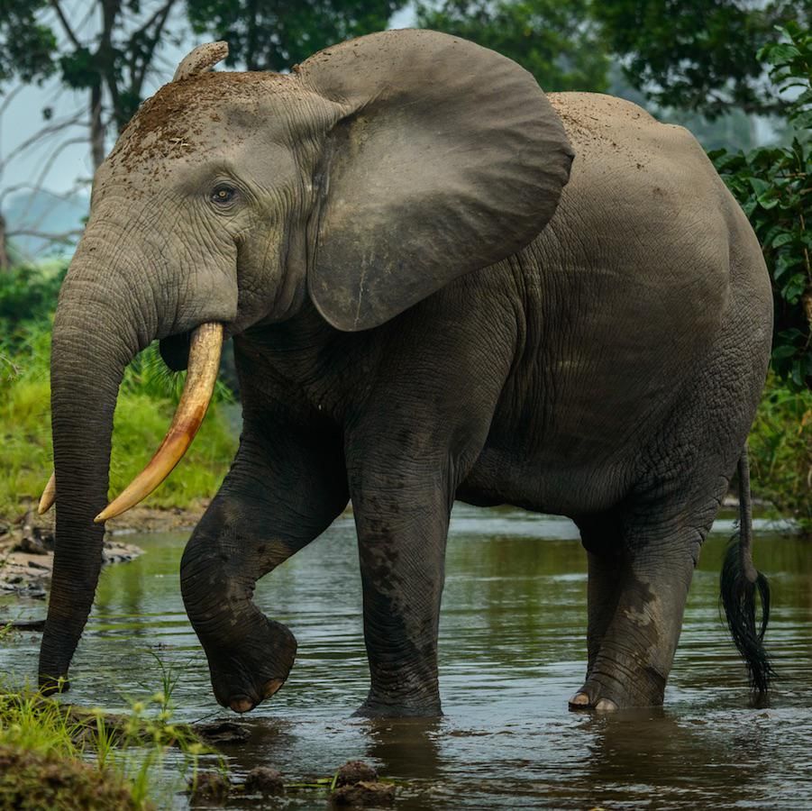 African Forest Elephant
