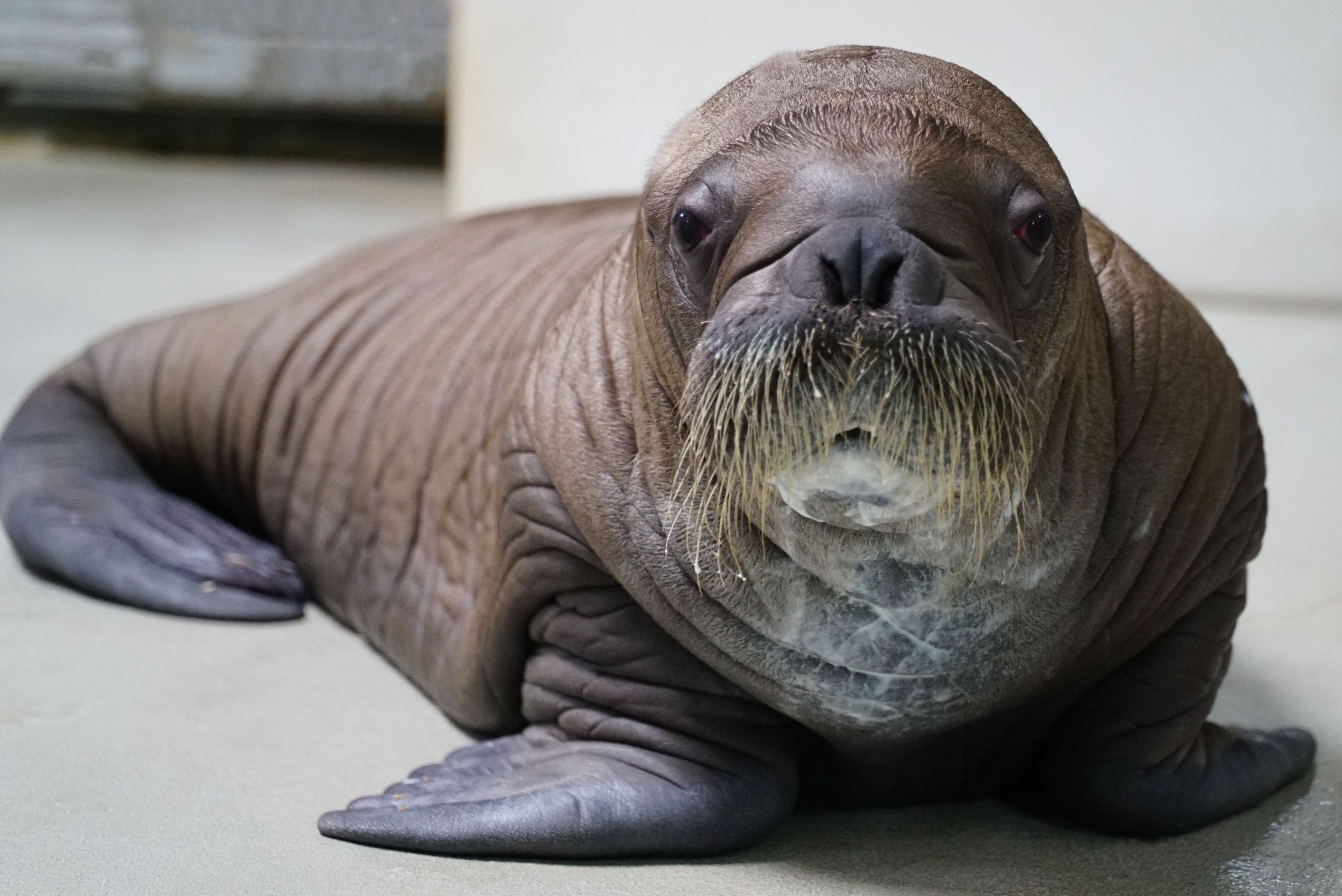 Walrus: The Iconic Pinniped of the Arctic
