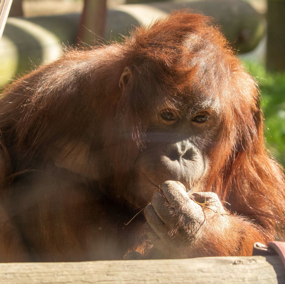 Orangutan: The World's Largest Tree-Dwelling Mammal