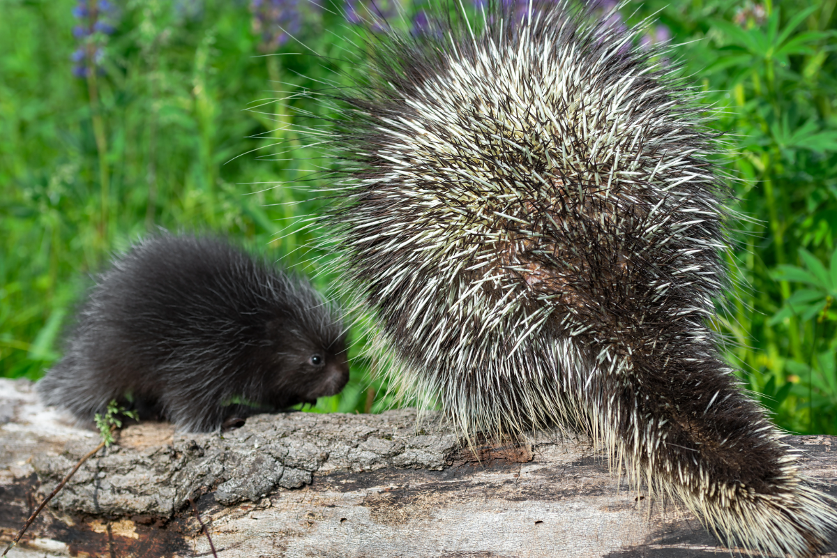 North American Porcupine: Facts and Habits