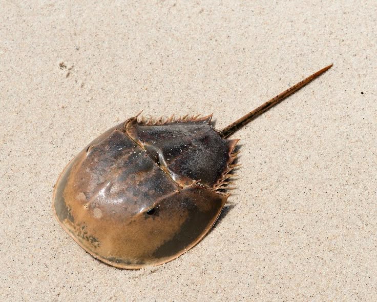 Atlantic Horseshoe Crab: An Ancient Marvel