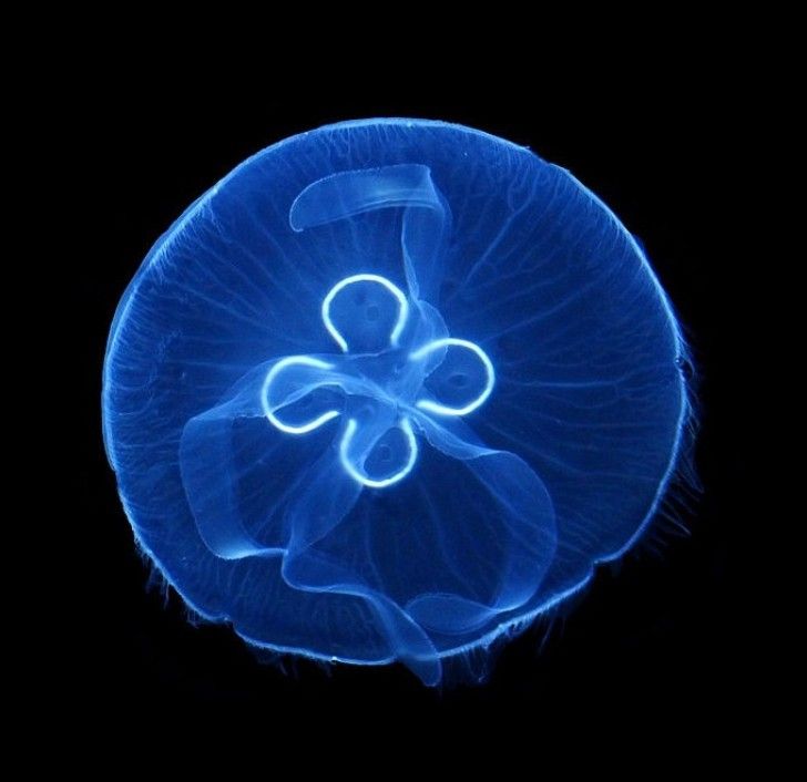 Moon Jellyfish: Facts and Features