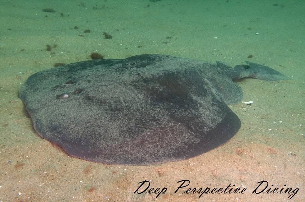Atlantic Torpedo Ray: The Electric Fish