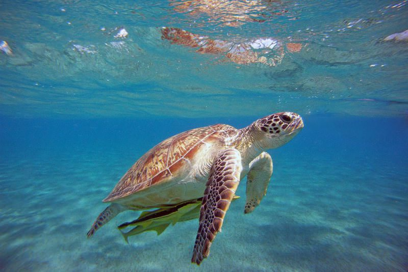 Loggerhead Turtle: The Sea's Navigator