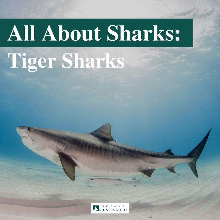 Tiger Shark: Range, Behaviour and Attacks