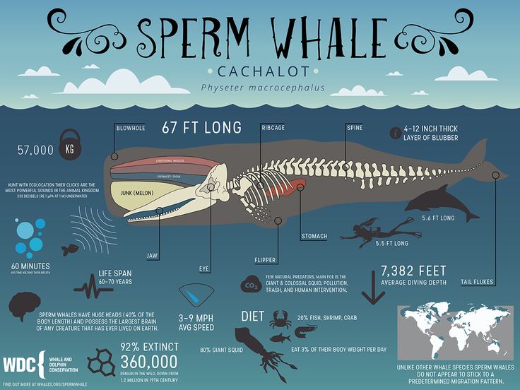 Sperm Whale: Anatomy, Hunting and Social Life