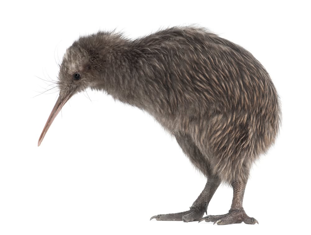 Why Some Birds Lost the Ability to Fly
