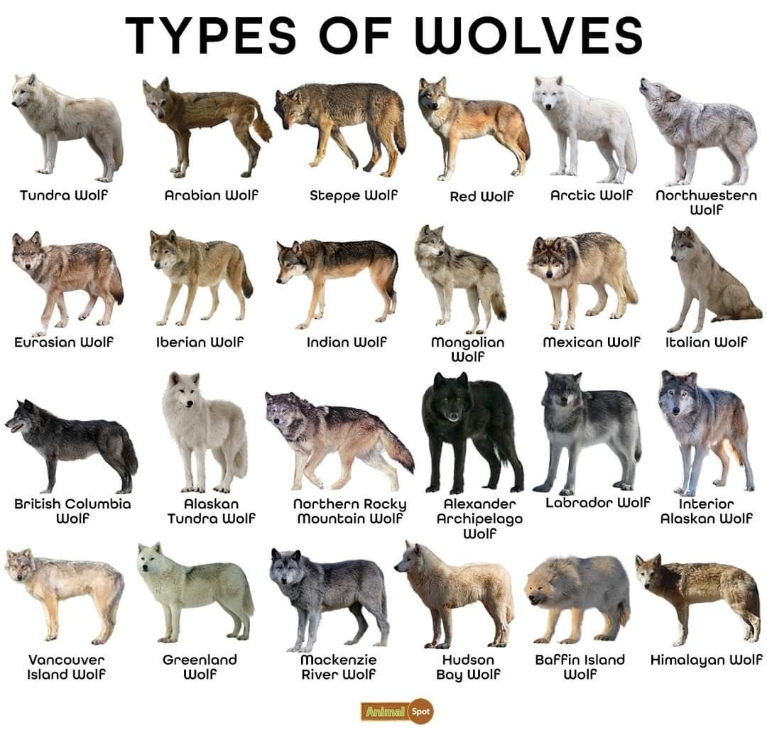 Dire Wolf: The Ice Age Predator That Wasn't Actually a Wolf