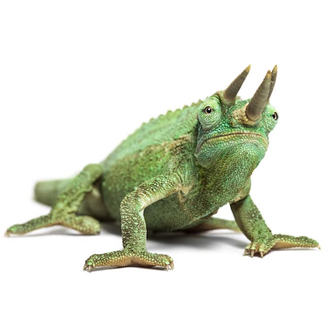 Jackson's Chameleon: Unique Traits and Habitat