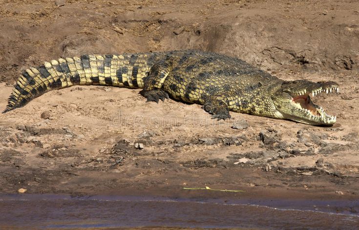 Nile Crocodile: Africa's Apex Predator