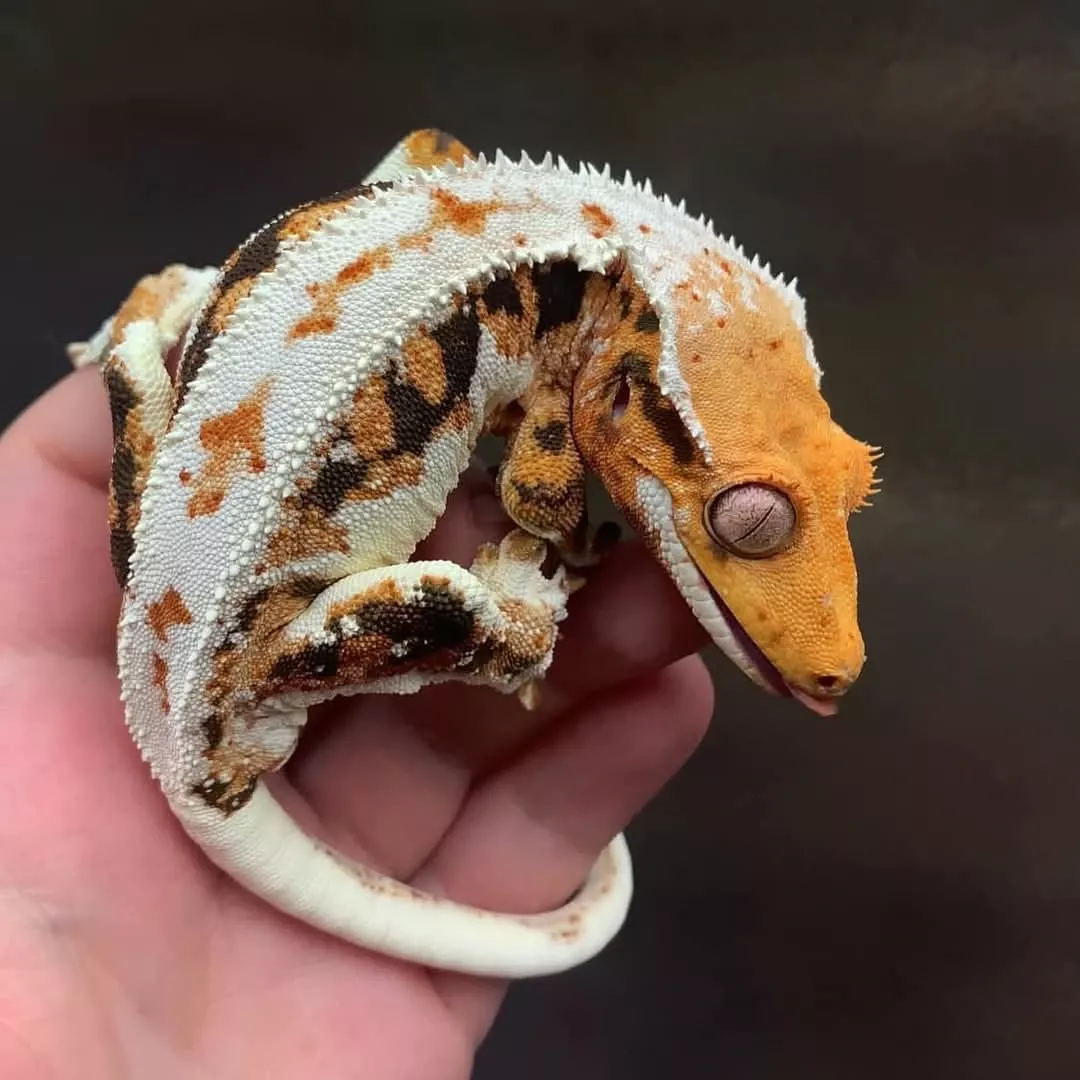 Crested Gecko: Popular Pet and Unique Traits