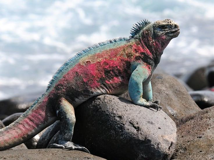 Marine Iguana: The Only Sea-Lizard Species