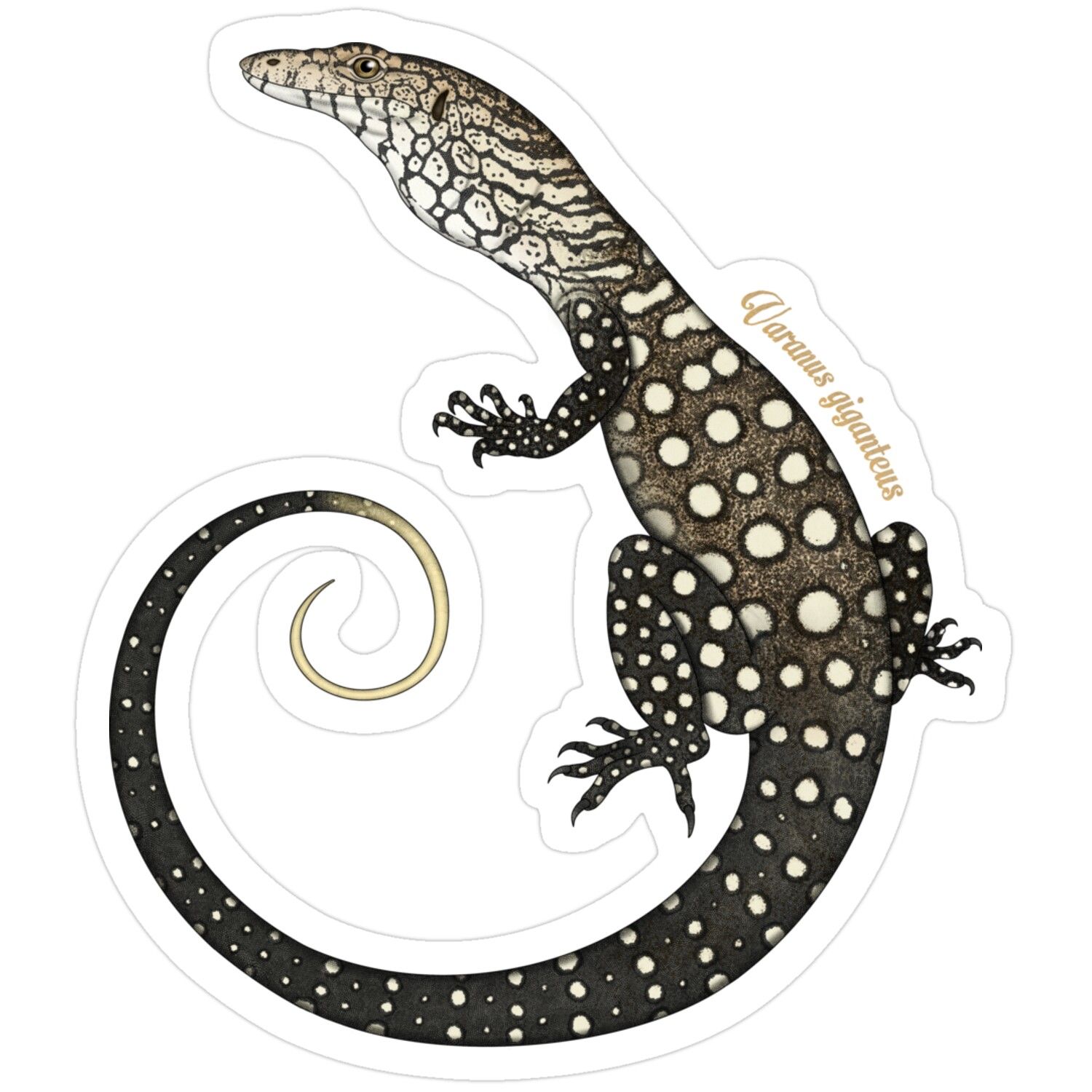 Perentie: Australia's Largest Lizard Species