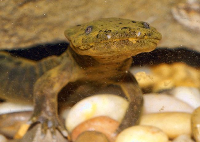 Hellbender Salamander: Conservation of a Giant