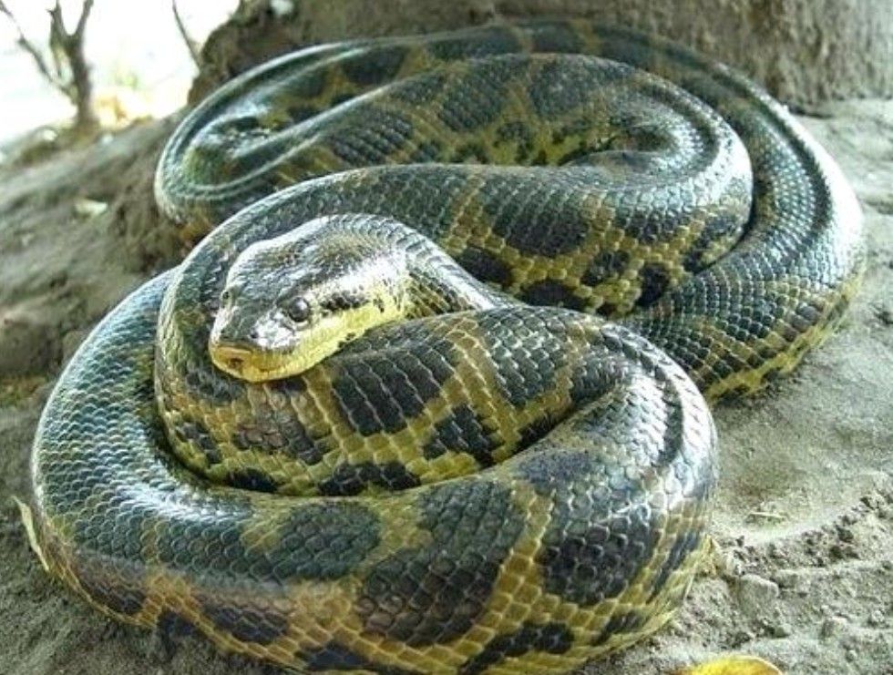 Green Anaconda: Heaviest Snake & 2024 Species Split