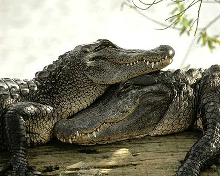 Alligator Snapping Turtle: North America's Giant