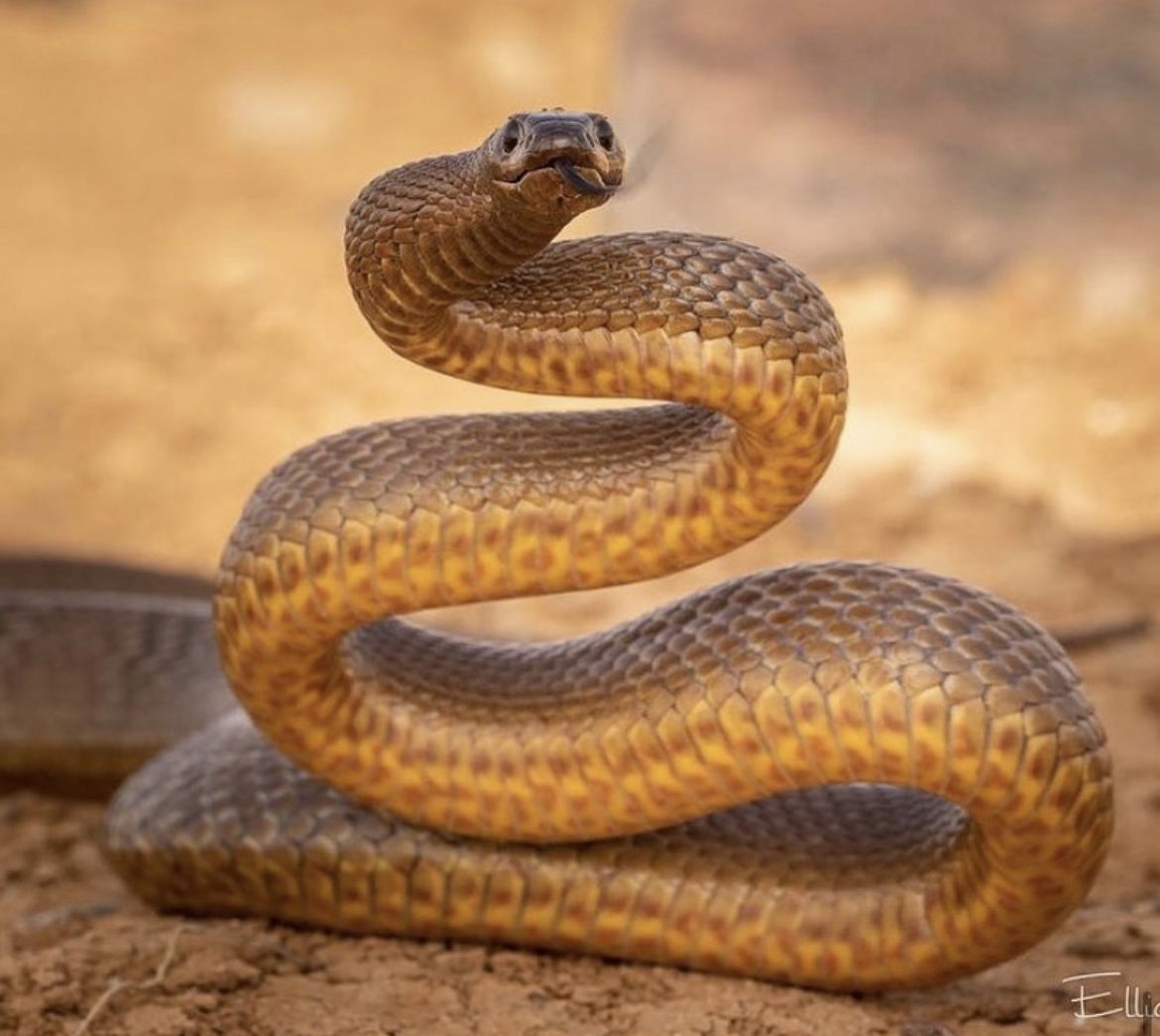 Inland Taipan: Habitat, Behaviour and Bite Risk