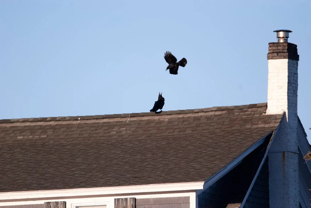 American Crow: This Fascinating Bird