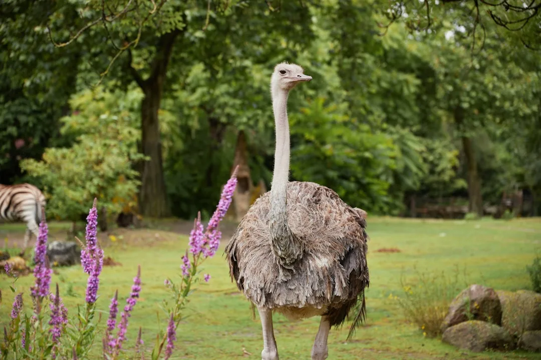 Ostrich: The Largest Living Bird