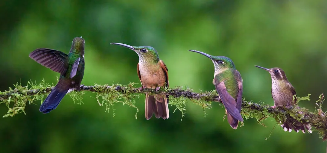 Sword-billed Hummingbird: Unique Bill Adaptation