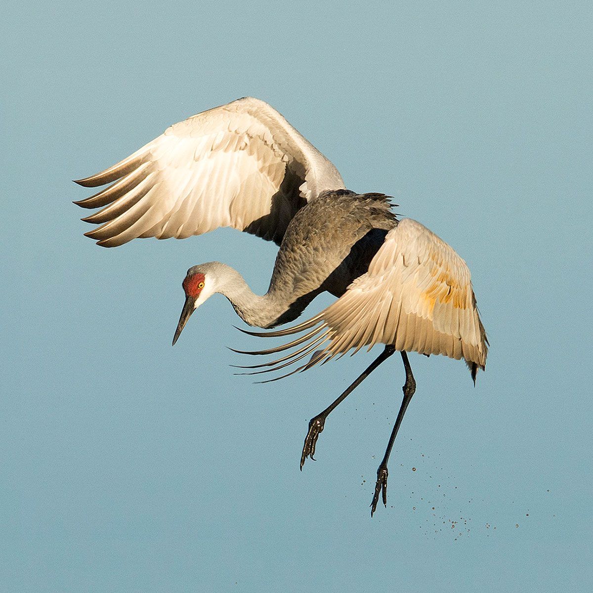 Sandhill Crane: A Majestic Bird